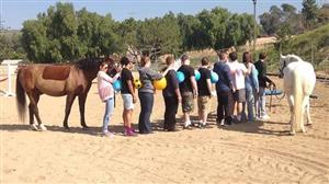 Equine Program