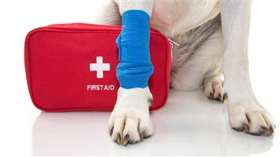 Pet CPR/First AID